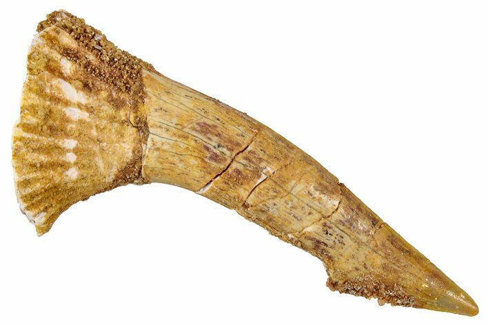 Fossil Sawfish (Onchopristis) Rostral Barb - Morocco #351701